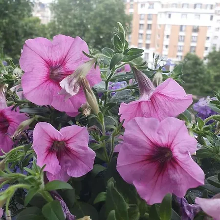 Magnifique Parisien Tres Bon Quartier Apartmán *